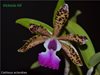 Cattleya aclandiae( Schwerter)